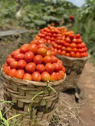 Tomates
