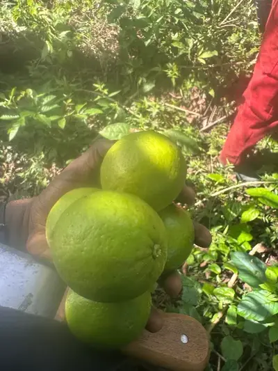 Citron Lime Tahiti