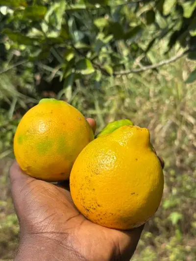 Citron Meyer