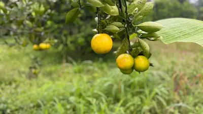 Orange Valencia