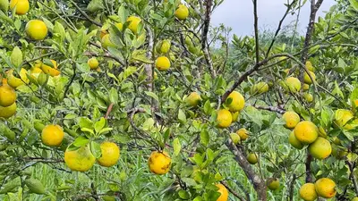 Orange Rue Bafia