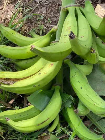 Plantain Bouroukou