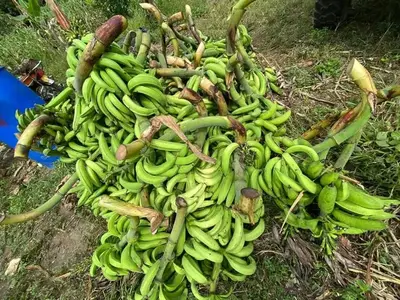 Plantain Big Ebanga