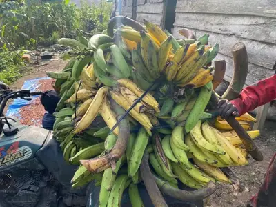 Plantain French Claire