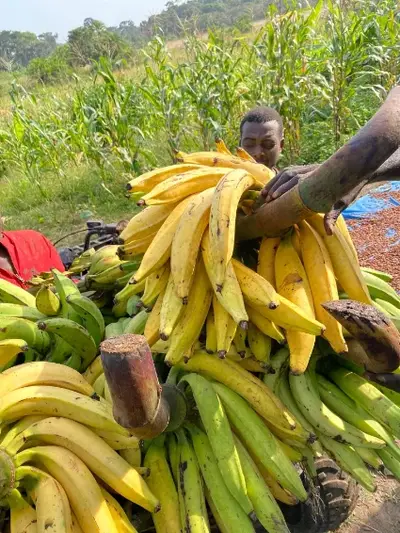 Plantain Bâtard