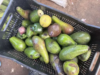 Avocat Peterson