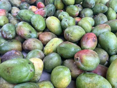 Mangue