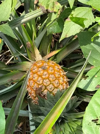 Ananas