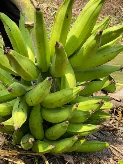 Banane douce
