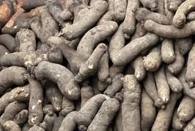 Macabos