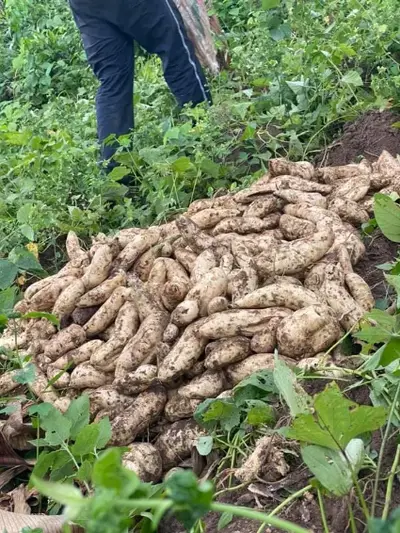 Patates