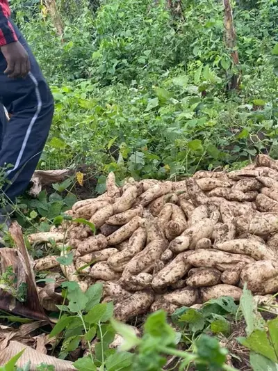 Patate douce